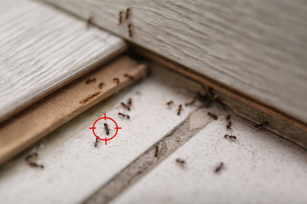 Best Best Pest Control Companies  in Eastover, NC